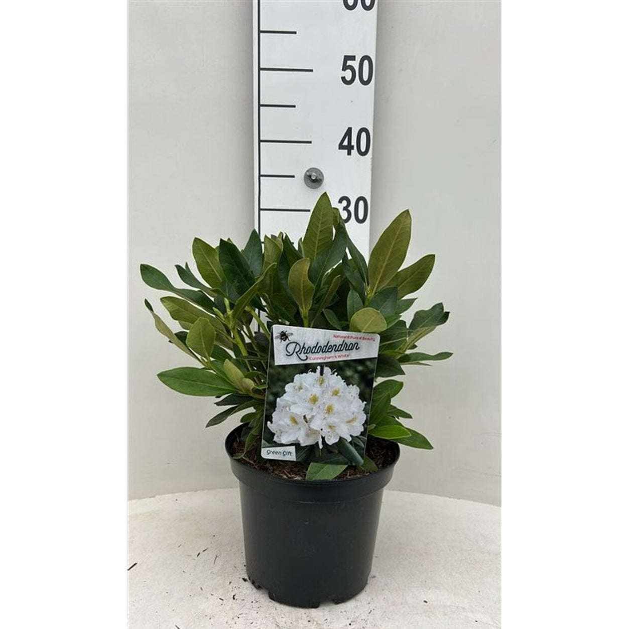 Rhododendron – Rhododendron 'Cunningham's White' - C5 30-40 CM